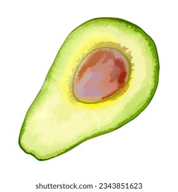 Vector watercolor illustration of Avocado vegetable. 