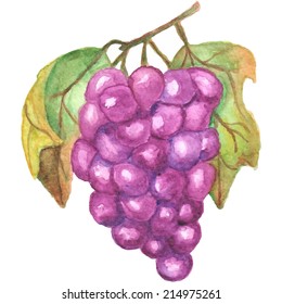 Vector watercolor illustration of blue grape bunch