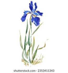 Vector watercolor  illustration of blue iris flower.