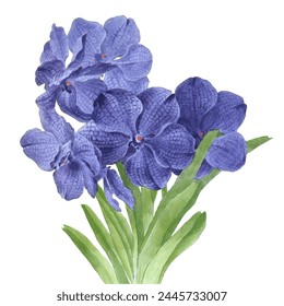 Vector watercolor illustration of blue orchid vanda flower.