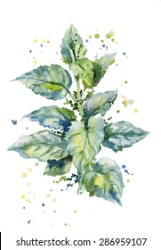 vector watercolor illustration of a bush of stinging nettles