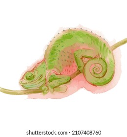 Vector watercolor illustration of chameleon.
