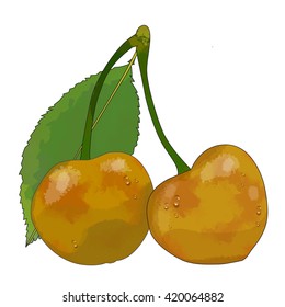 Vector watercolor illustration cherry