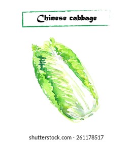 Vector watercolor illustration of chinese cabbage on white background.