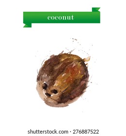 Vector watercolor illustration of coconut on white background. Good for magazine or poster design.