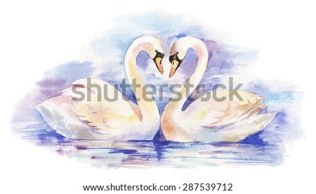 vector watercolor illustration of couple of white swans