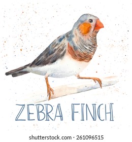 Vector watercolor illustration of cute zebra finch male sitting on the branch with hand drawn text