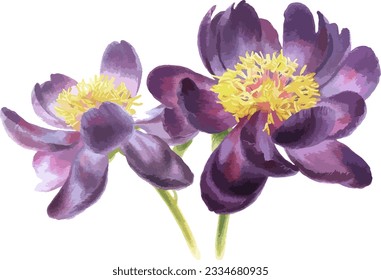 Vector watercolor  illustration of dark violet peony flower.