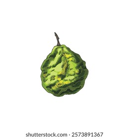 Vector watercolor illustration of exotic bergamot fruit hand drawn. Citrus fruit green color with contour lines. Kaffir lime. Ingredient in cooking, aromatherapy, medicine. Isolated background.