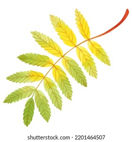 Vector acuarela de la hoja de rowan de otoño. 