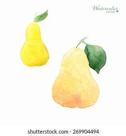 Vector watercolor illustration - fruits pears isolated on white background