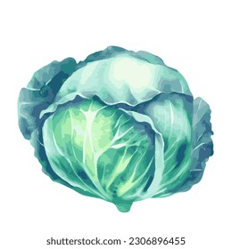 A Vector watercolor illustration of a green cabbage isolated on a white background