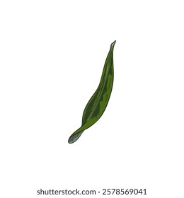 Vector watercolor illustration of hand drawn green leaf of argan tree. Botany. Nutritious organic plant. Engraved style. Argan oil. Isolated background. Decoration.