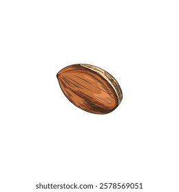 Vector watercolor illustration of hand drawn argan tree fruit. Organic plant. Nut seeds. Food, cosmetic and medical ingredient. Skin and hair care. Argan oil. Isolated illustration.