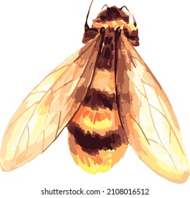 Vector watercolor illustration of a honey bee on a white background