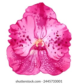 Vector watercolor illustration of magenta orchid vanda flower.