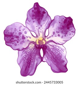 Vector watercolor illustration of magenta orchid vanda flower.