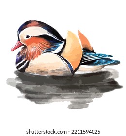 Vector watercolor illustration of mandarin duck bird.