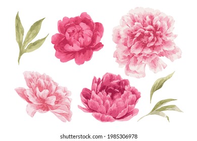 Vector  watercolor illustration of peony flowers, leaves