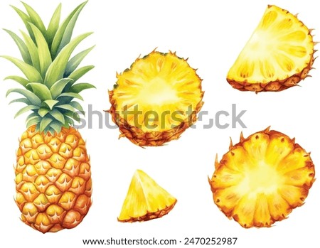 Vector watercolor illustration of pineapple with two slices. Isolated on white