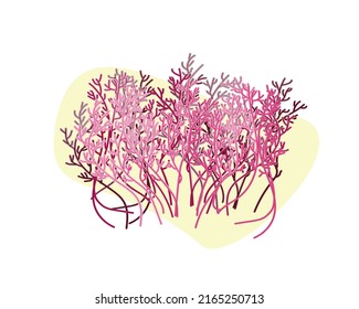 Vector watercolor illustration of pink sea coral