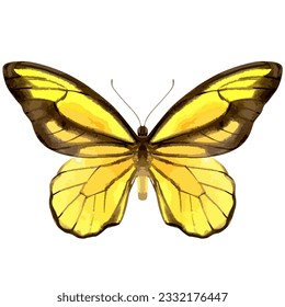 Vector watercolor illustration of realistic butterfly. Colorful image of tropical insect.