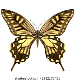 Vector watercolor illustration of realistic butterfly. Colorful image of tropical insect.