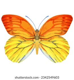 Vector watercolor illustration of realistic butterfly. Colorful image of tropical insect.