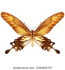 Vector watercolor illustration of realistic butterfly. Colorful image of tropical insect.