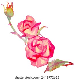 Vector watercolor illustration of rose flower sketch.