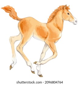 Vector watercolor illustration of running foal or baby horse.