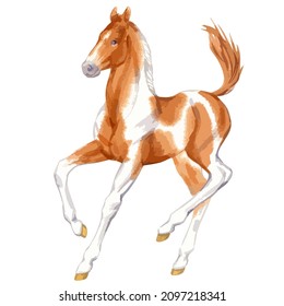 Vector watercolor illustration of running foal or baby horse.