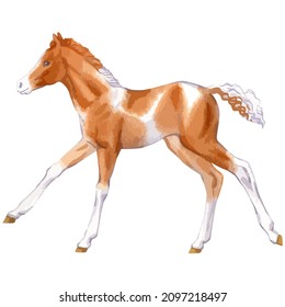 Vector watercolor illustration of running foal or baby horse.