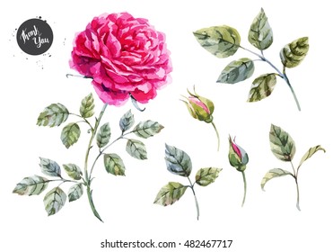 Vector watercolor  illustration of a set of rose leaves and buds, isolated object, bright pink rose on a white background