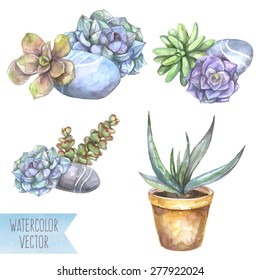 Vector watercolor illustration: set of succulents with stones and aloe. Isolated succulent plants on white background