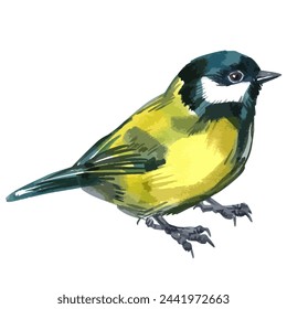 Vector watercolor illustration of small forest bird great tit.