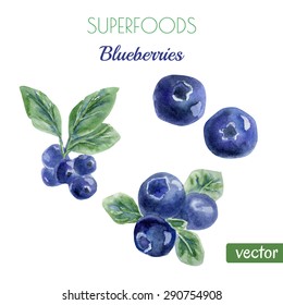 Vector watercolor illustration of super food blueberry. Organic healthy food. Hand drawn isolated objects on white background. 