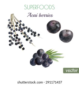 Vector watercolor illustration of super food acai berry. Organic healthy food. Hand drawn isolated objects on white background.