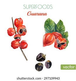 Vector watercolor illustration of super food Guarana. Organic healthy dietary supplement. Hand drawn isolated objects on white background.