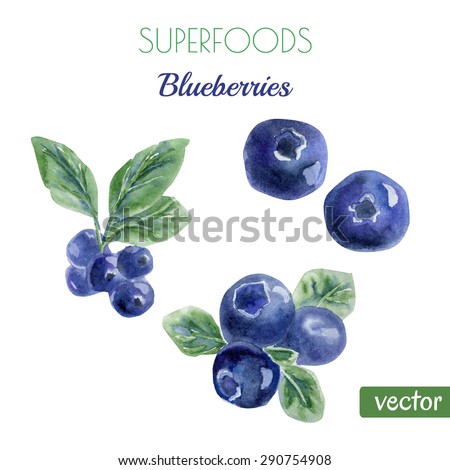 Vector watercolor illustration of super food blueberry. Organic healthy food. Hand drawn isolated objects on white background. 