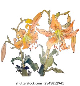 Vector watercolor  illustration of tiger lily flower.