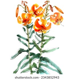 Vector watercolor  illustration of tiger lily flower.