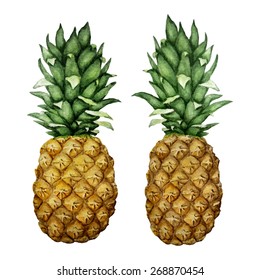 Vector watercolor illustration of two pineapples. Isolated on white