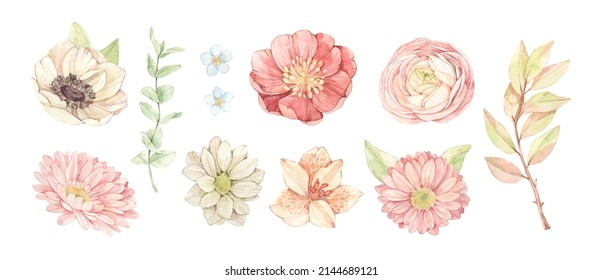 Vector watercolor illustrations - gentle flowers, leaves, eucalyptus, branches. Botanical design elements with Ranunculus, lilies, gerberas. Perfect for wedding invitations, packages, save the date