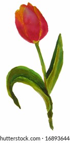 Vector watercolor isolated hand painted red-orange tulip