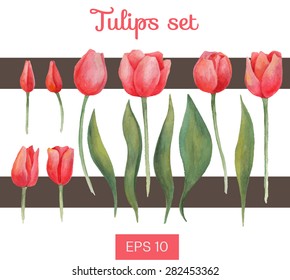 Vector watercolor isolated tulips set