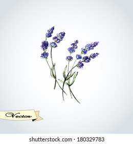 Vector watercolor lavender.  Illustration for greeting cards, invitations, and other printing projects.