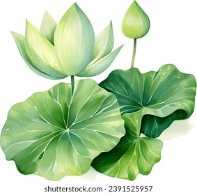 vector watercolor lotus flower on a white background