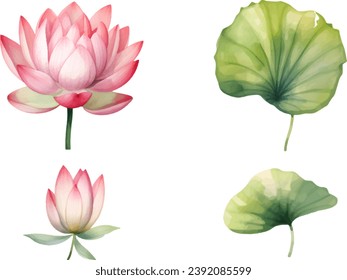 vector watercolor lotus flower on a white background