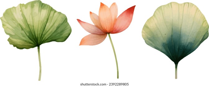 Vector watercolor lotus leaf on white background